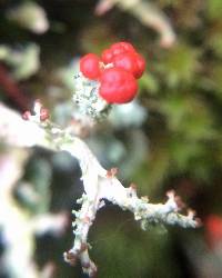 Cladonia macilenta image