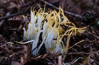 Clavaria fragilis image