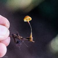 Xeromphalina cauticinalis image