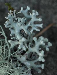 Hypogymnia tubulosa image