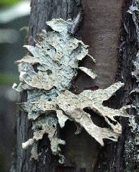 Lobaria pulmonaria image