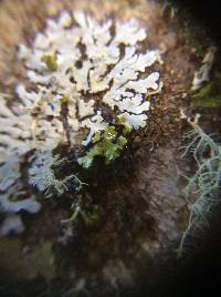 Physcia aipolia image