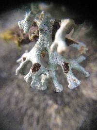 Hypogymnia tubulosa image