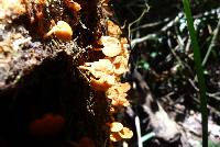 Favolaschia calocera image