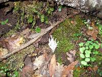 Clavaria fragilis image