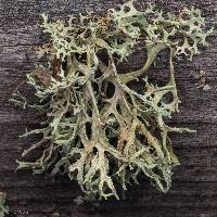 Evernia prunastri image