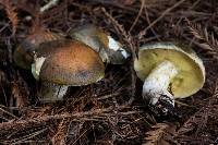 Suillus pungens image