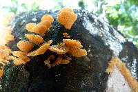 Favolaschia calocera image