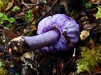 Cortinarius porphyroideus image