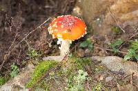 Amanita muscaria image