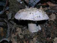 Amanita protecta image