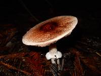 Agaricus subrutilescens image