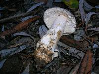 Amanita protecta image