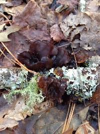 Auricularia auricula-judae image