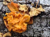 Tremella aurantia image