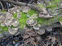 Trametes versicolor image