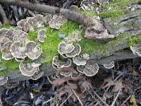 Trametes versicolor image