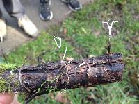 Xylaria hypoxylon image