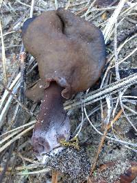 Gyromitra infula image