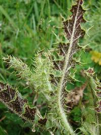 Puccinia punctiformis image