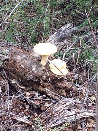 Lentinus levis image