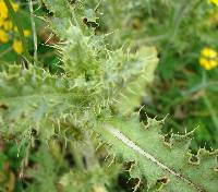 Puccinia punctiformis image