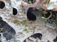 Lobaria pulmonaria image