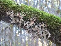 Lobaria pulmonaria image