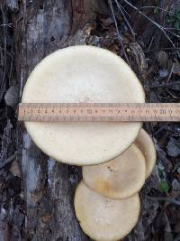 Lentinus levis image