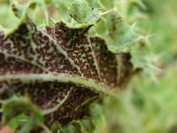 Puccinia punctiformis image