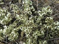 Xanthoparmelia semiviridis image