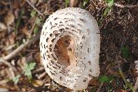 Chlorophyllum brunneum image