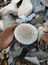 Lycoperdon pulcherrimum image