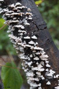 Schizophyllum commune image