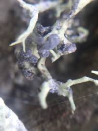 Niebla cephalota image