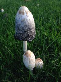 Coprinus comatus image