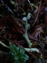 Cladonia maxima image