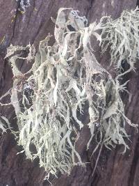 Ramalina subleptocarpha image