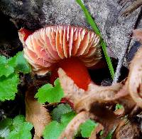 Hygrocybe coccinea image