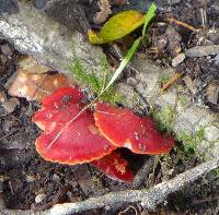 Hygrocybe coccinea image