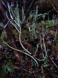 Cladonia maxima image