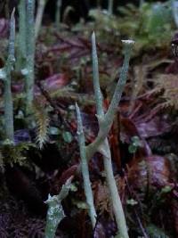 Cladonia maxima image