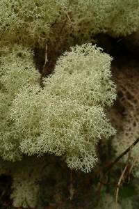 Cladonia confusa image