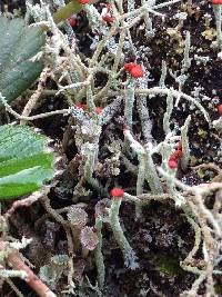 Cladonia macilenta image