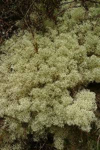 Cladonia confusa image