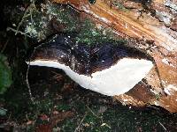 Fomitopsis pinicola image