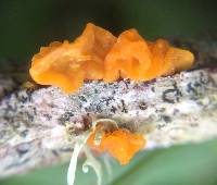 Tremella mesenterica image