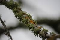 Xanthoria parietina var. parietina image