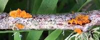 Tremella mesenterica image