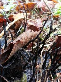 Xylaria hypoxylon image